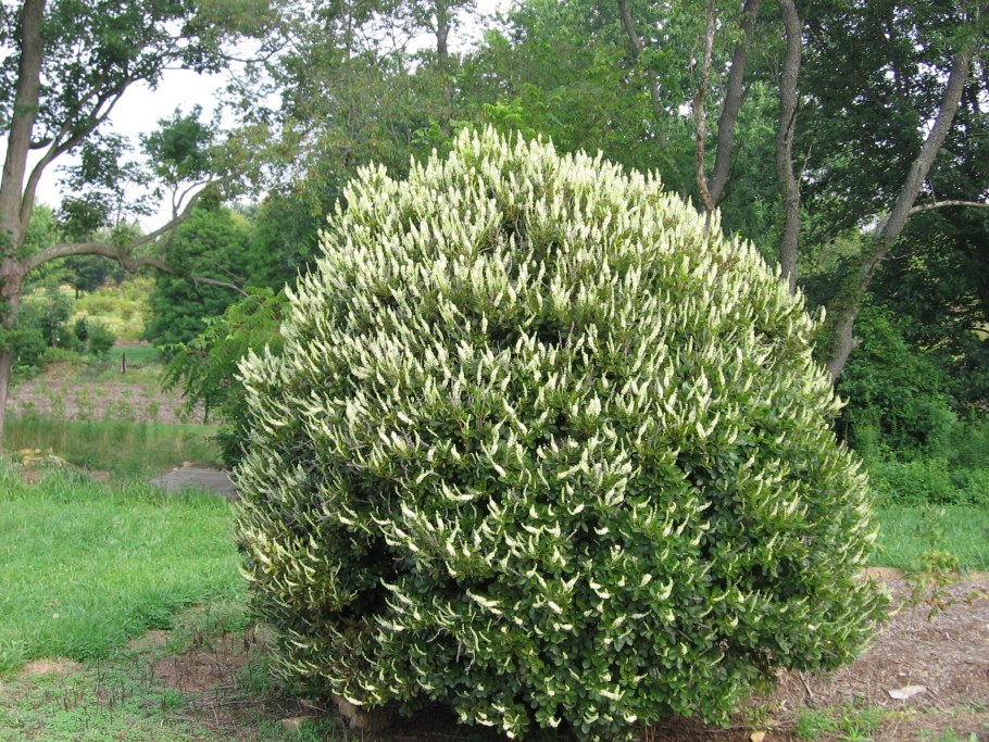 Клетра кустарник