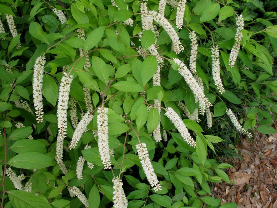 Кустарник Буддлея Давида