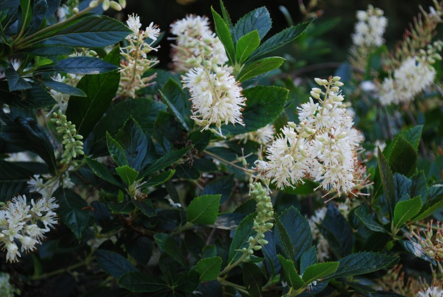 Клетра ольхолистная (Clethra alnifolia)