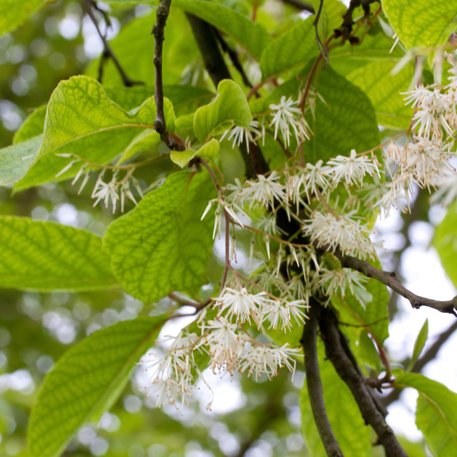 Clethra alnifolia Hummingbird