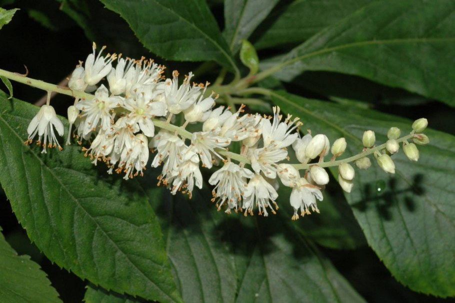 Clethra alnifolia 'Creel's Calico'