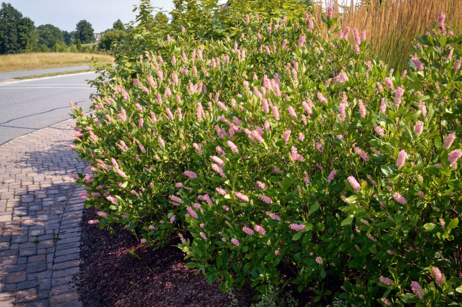 Клетра ольхолистная