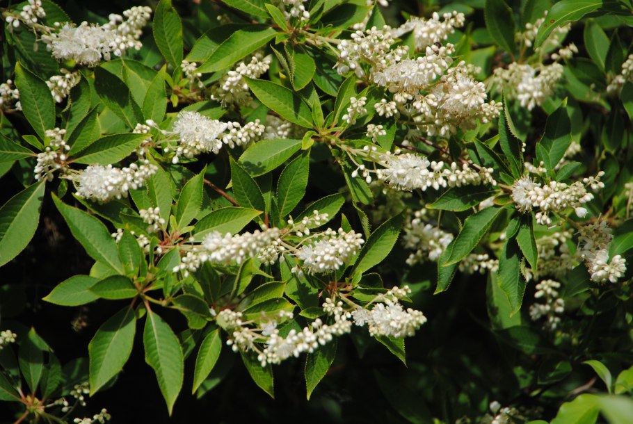 Clethra Arborea
