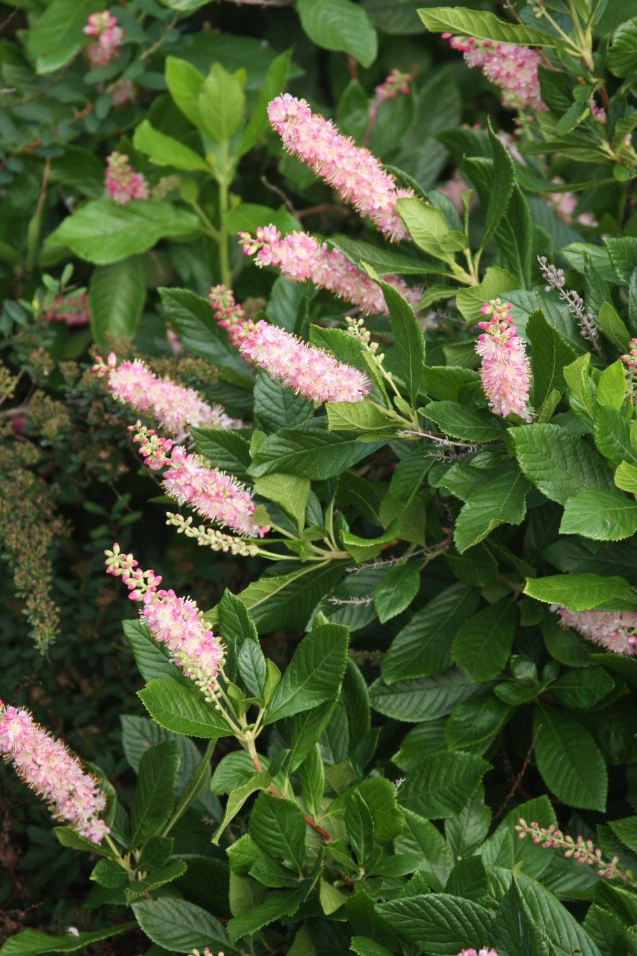 Clethra alnifolia Botanical