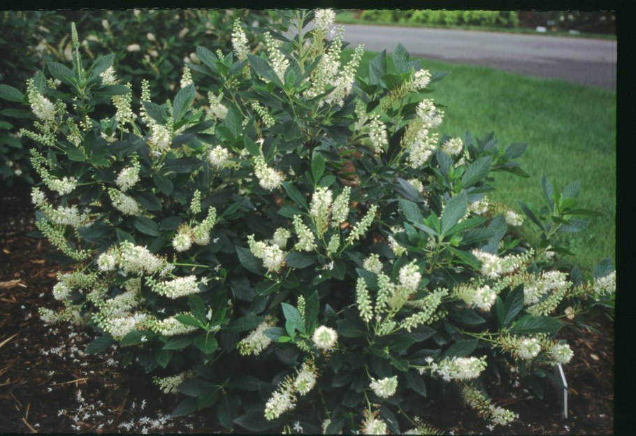 Клетра Хаммингбёрд