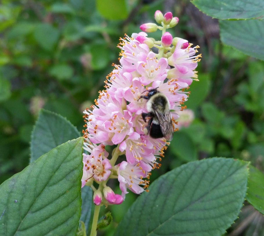 Клетра Хаммингбёрд