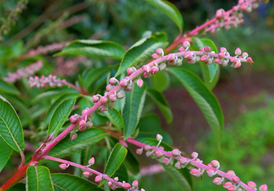 Клетра ольхолистная Хаммингбёд