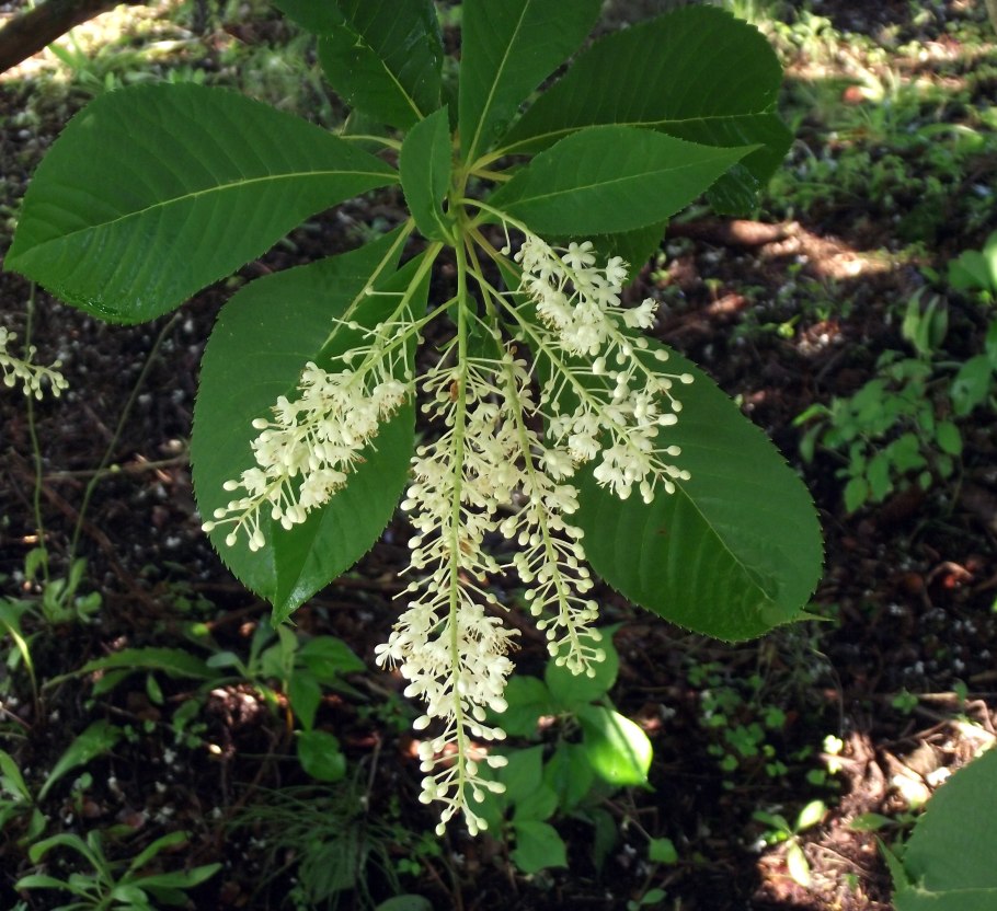 Клетра Хаммингбёрд