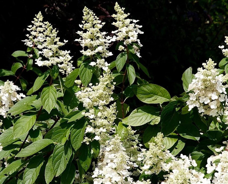 Клетра Хаммингбёрд