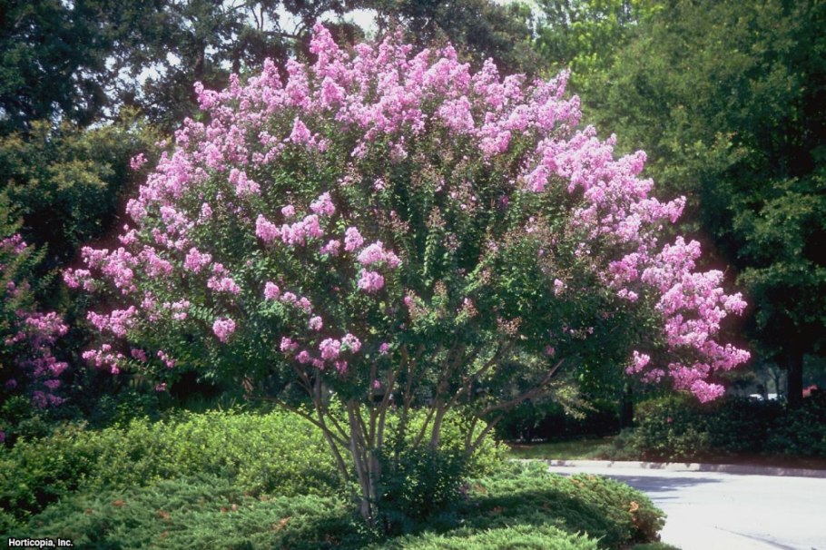 Crape myrtle растение