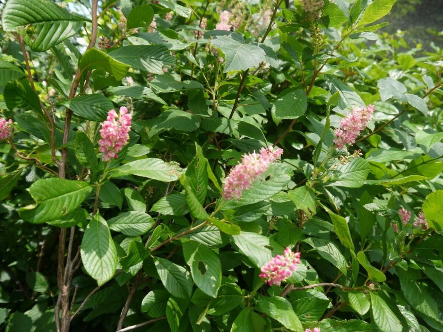 Горец Сахалинский.( Рейнутрия) Сибирский бамбук.