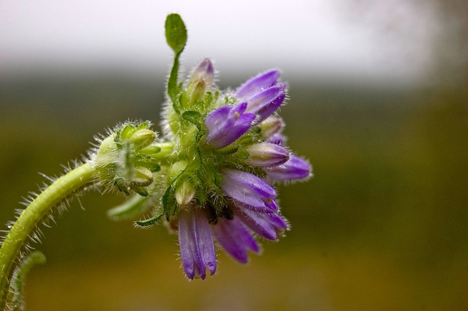 Campanula cervicaria колокольчик Олений