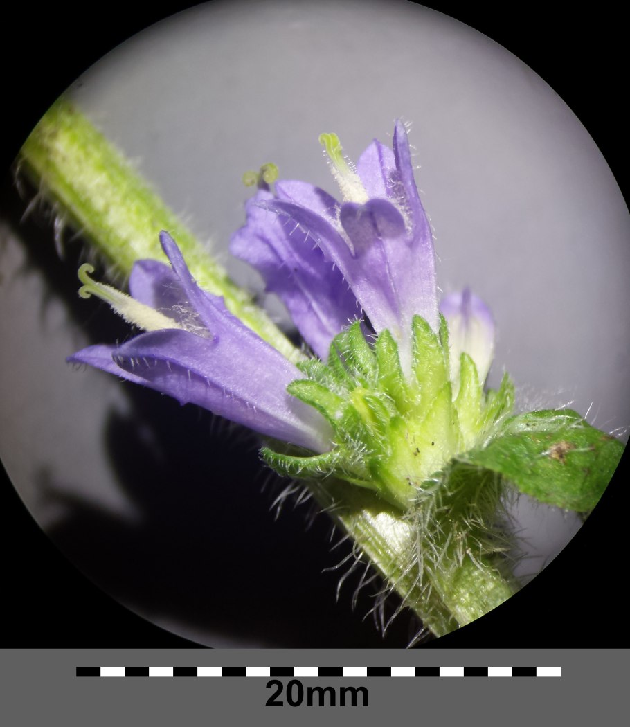 Колокольчик скученный (Campanula glomerata) acaulis