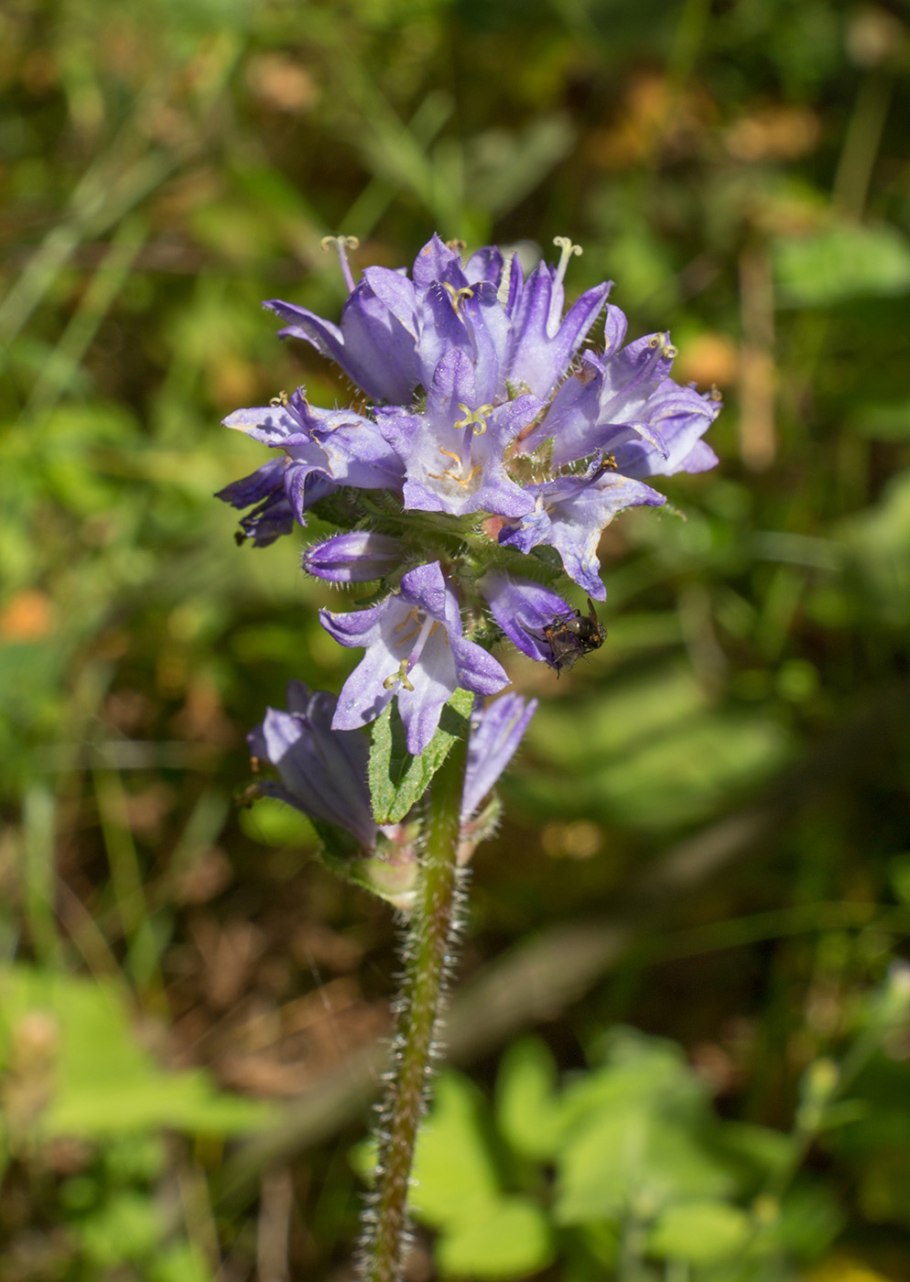 Campanula cervicaria - колокольчик жёстковолосистый