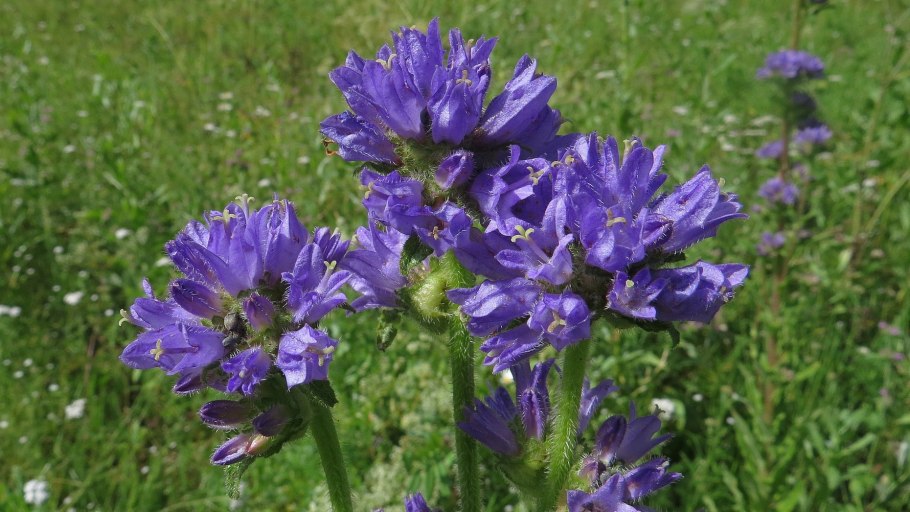 Колокольчик жёстковолосистый (Campanula cervicaria l.)