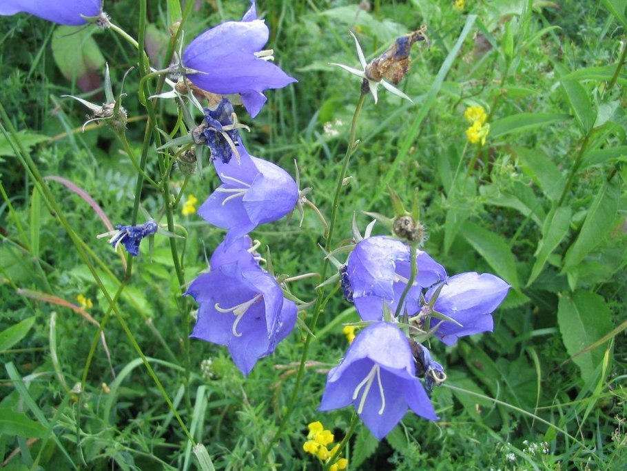 Campanula chamissonis