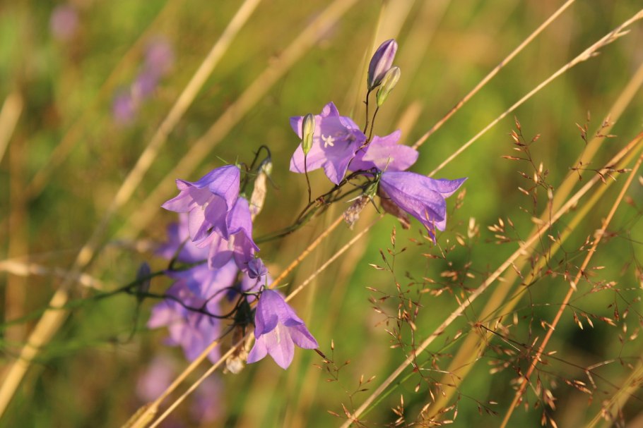 Колокольчик ползучелистный