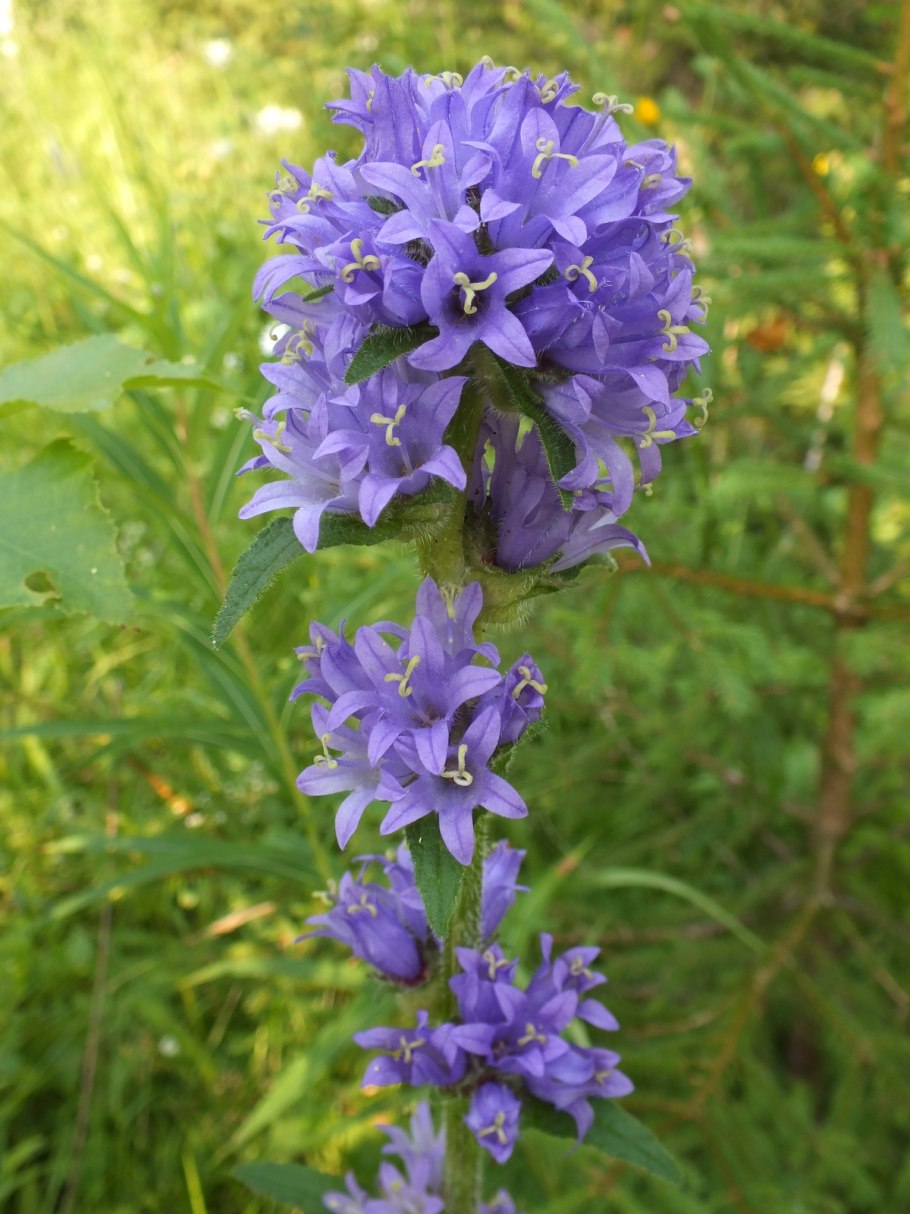 Campanula cervicaria колокольчик Олений