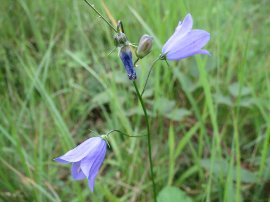 Колокольчик жестковолосистый соцветие
