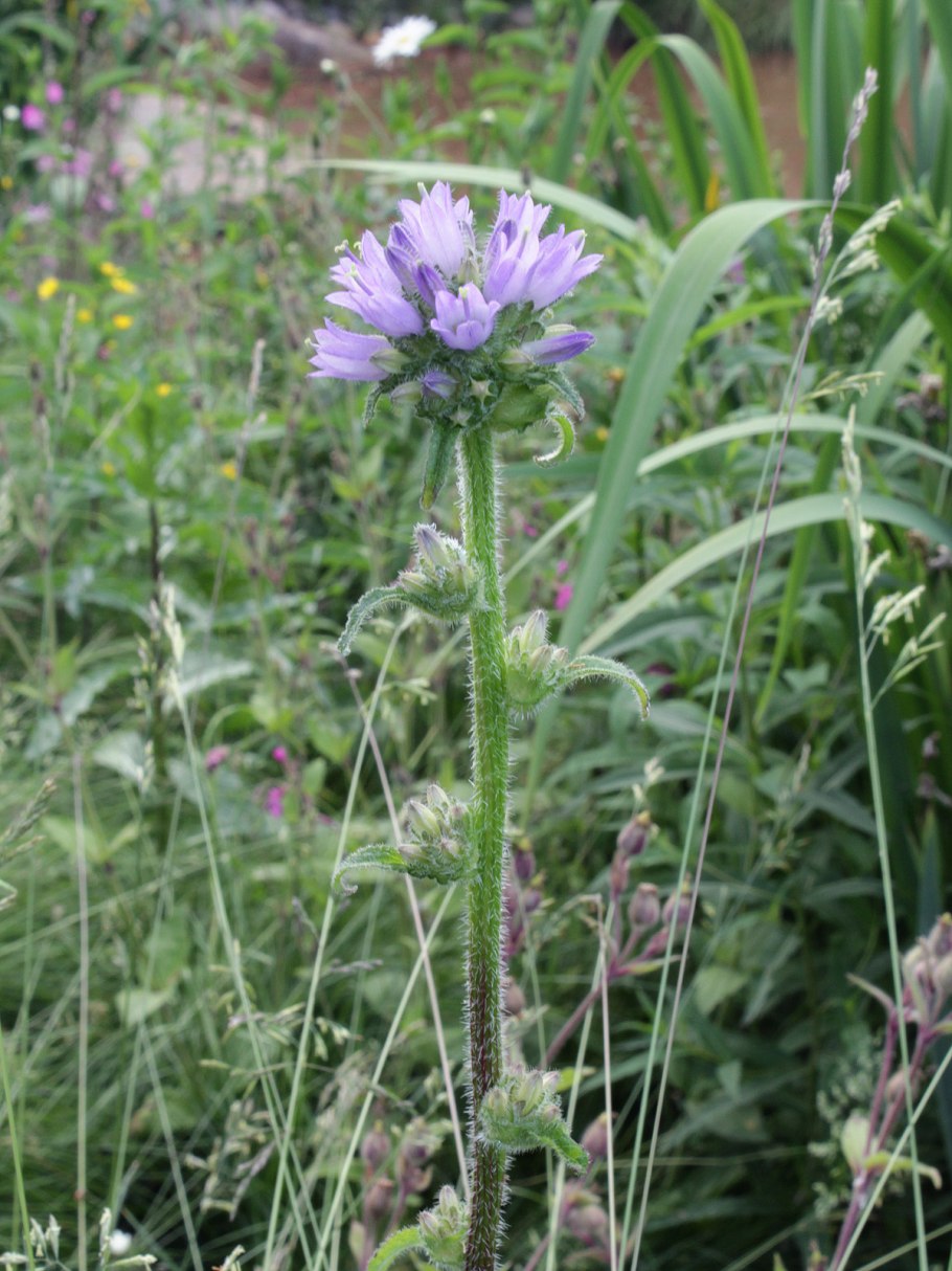Campanula cervicaria колокольчик Олений