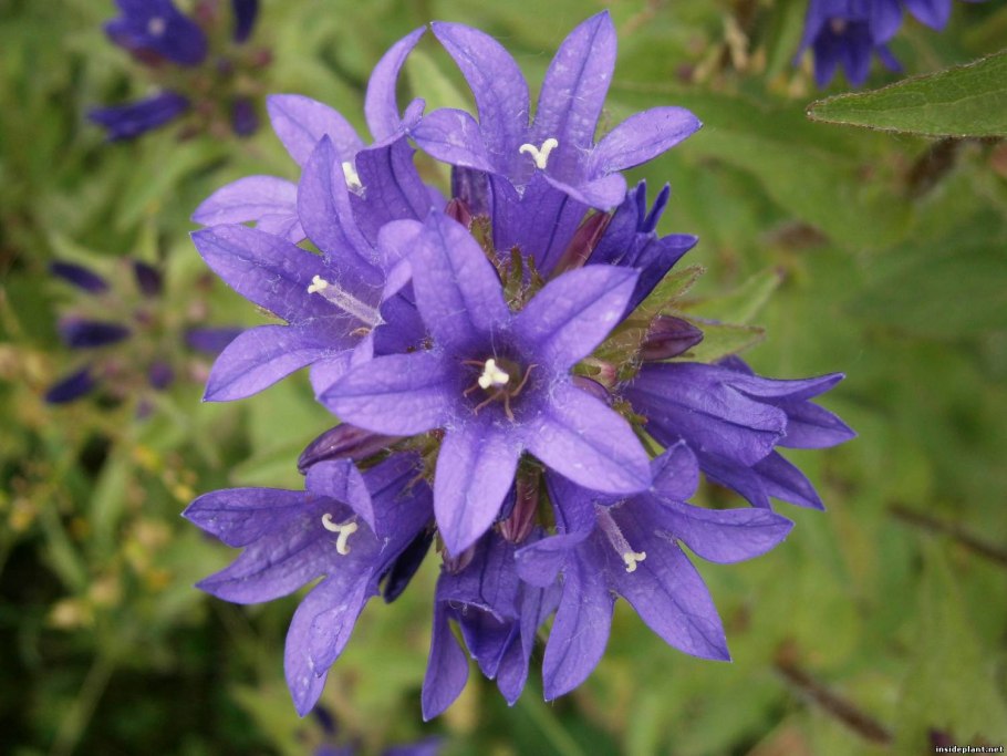 Колокольчик жестковолосый фото