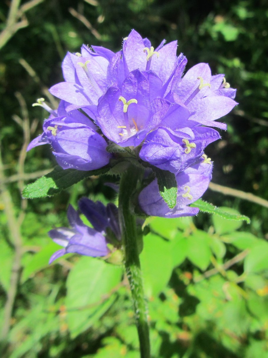 Колокольчик сборный Campanula glomerata