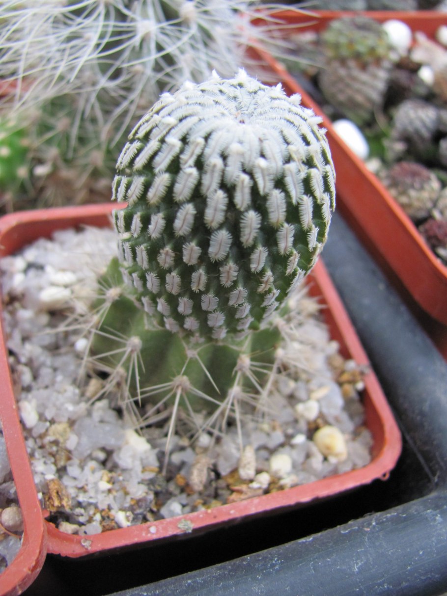 Pelecyphora pseudopectinata
