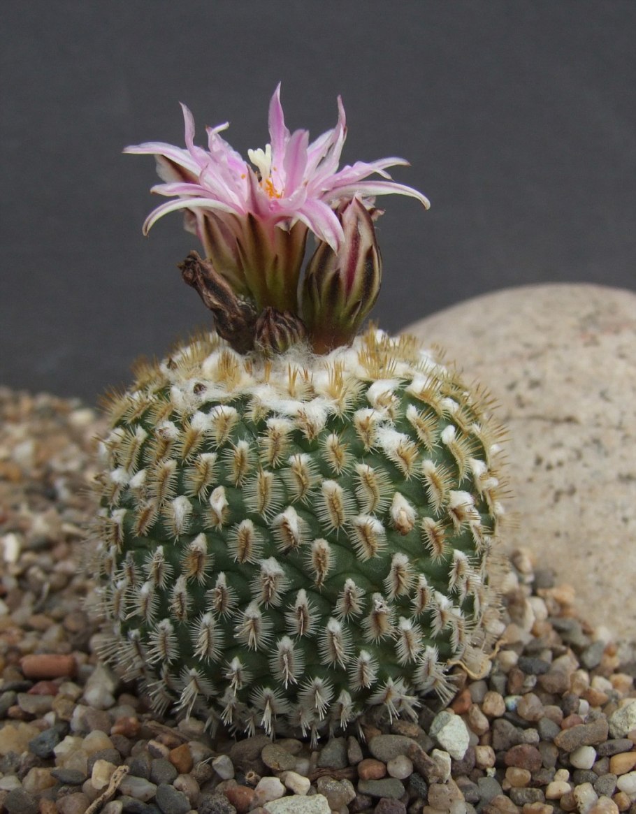 Turbinicarpus jauernigii