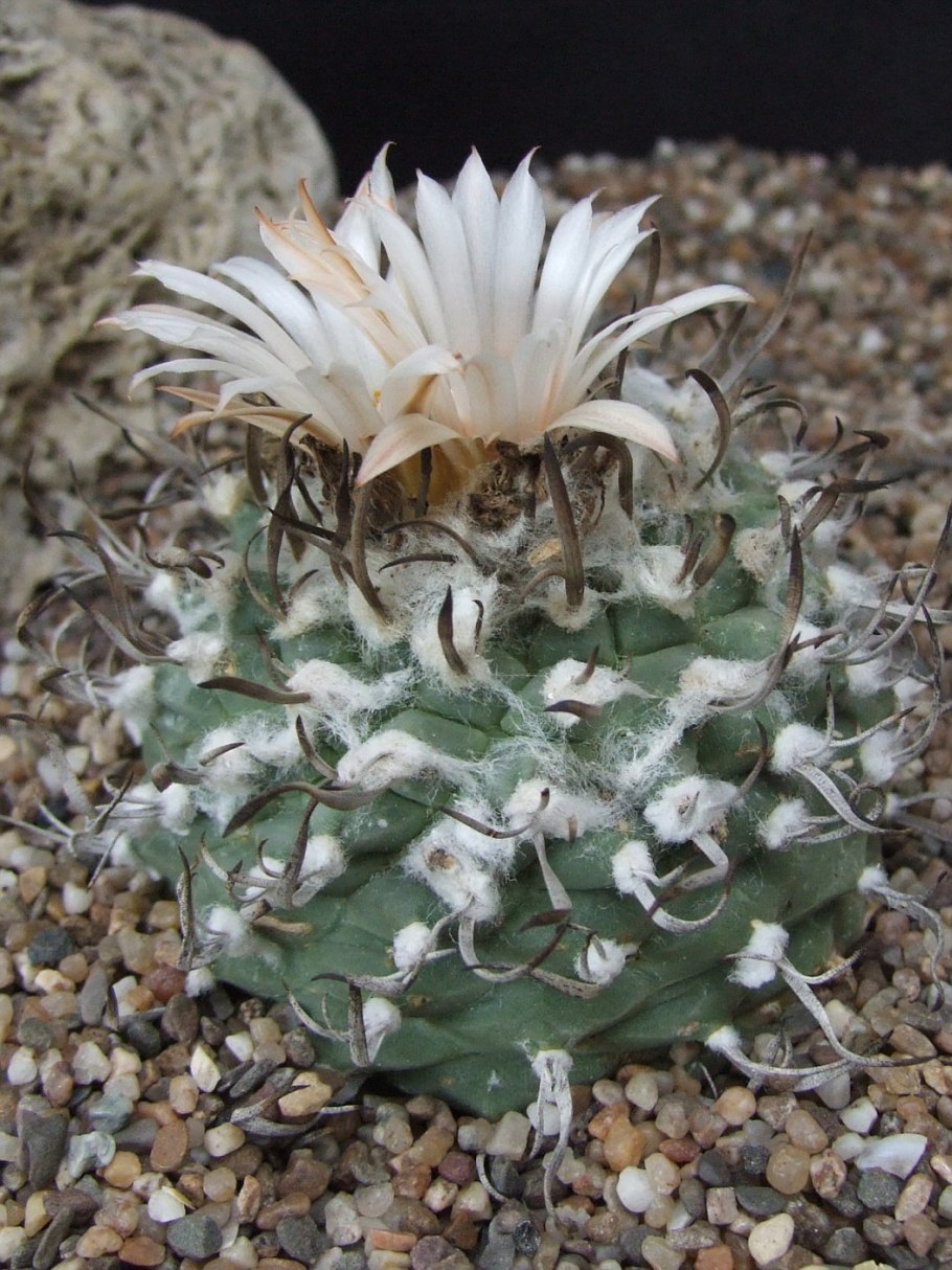 Turbinicarpus hoferi