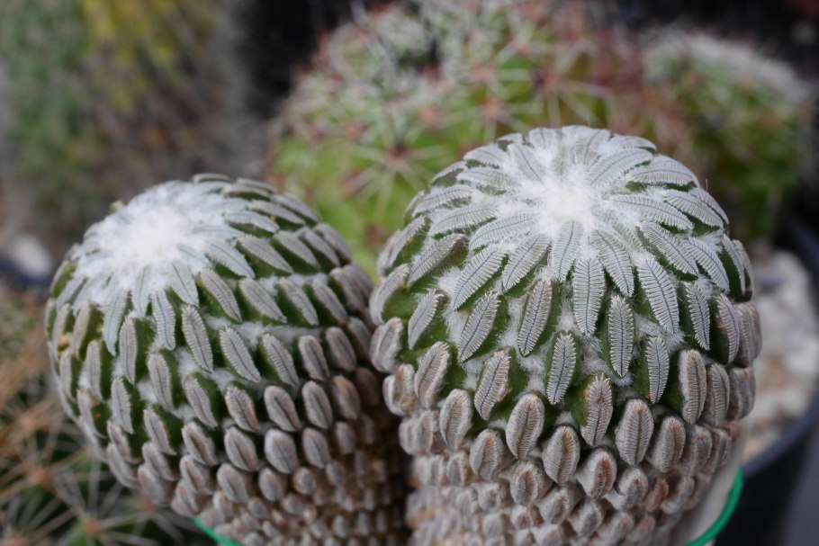 Pelecyphora pseudopectinata