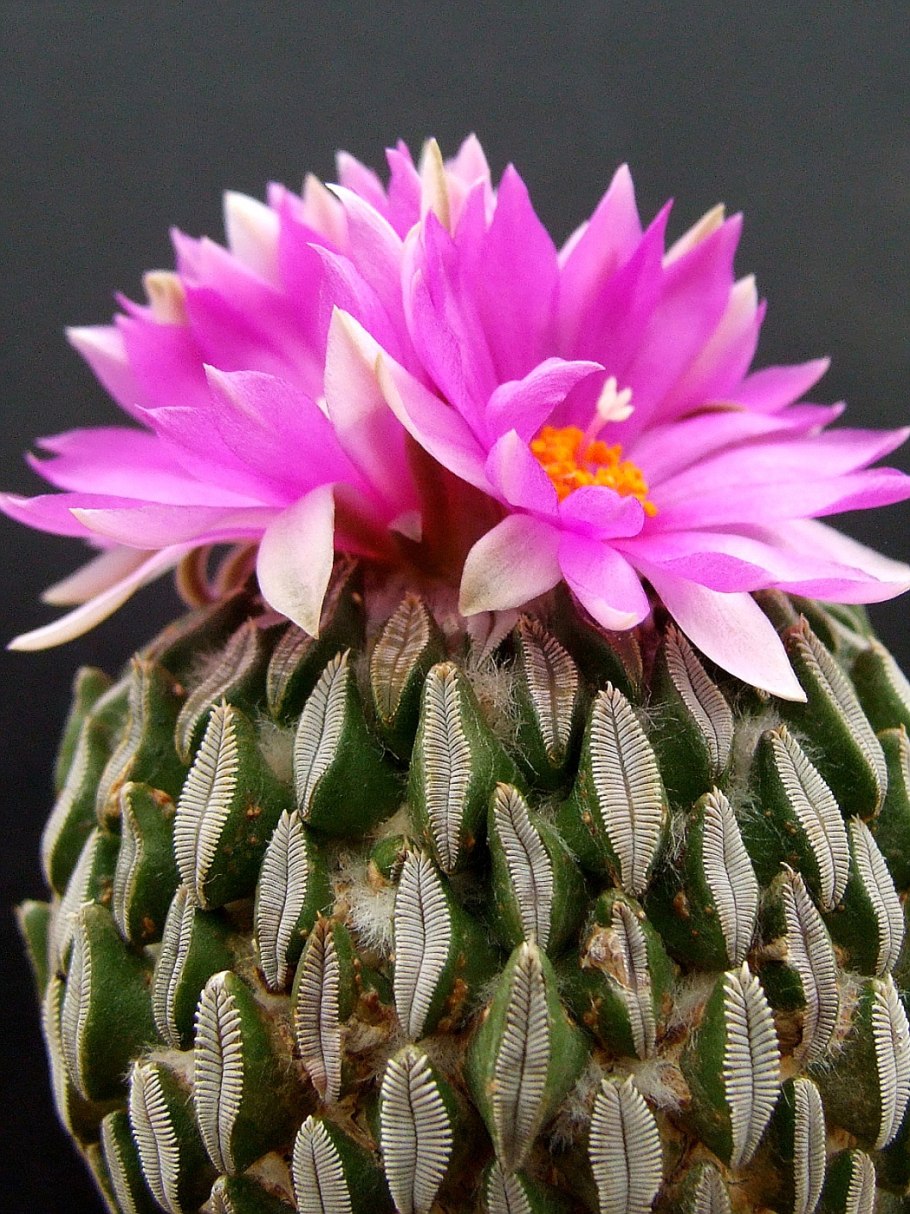 Кактус Turbinicarpus
