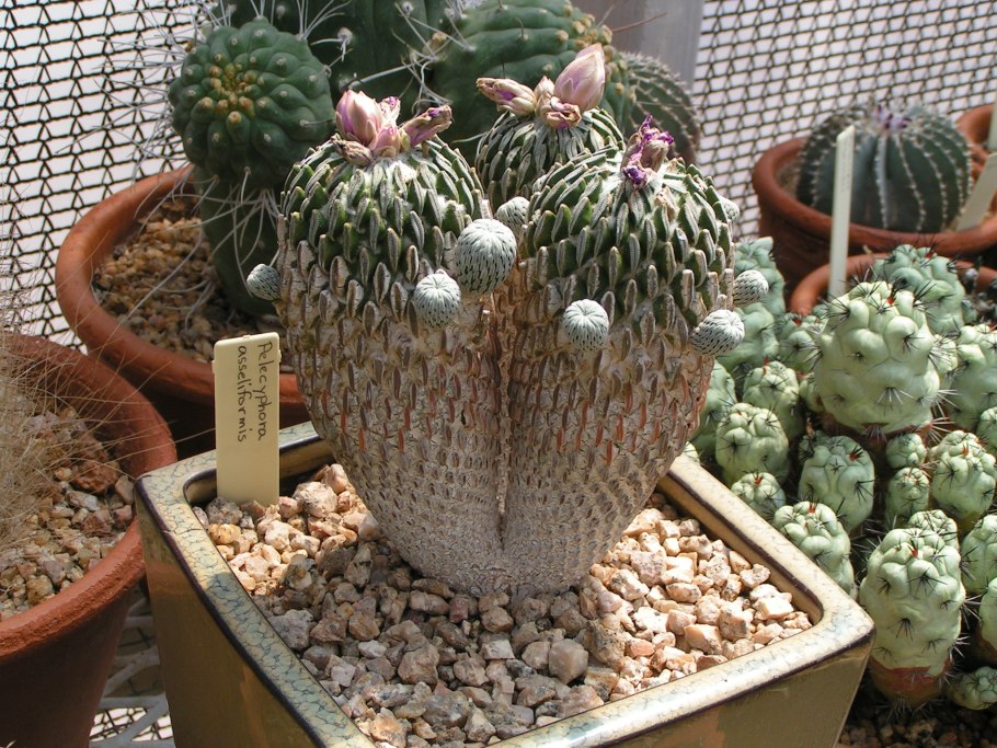 Турбиникарпус pseudopectinatus