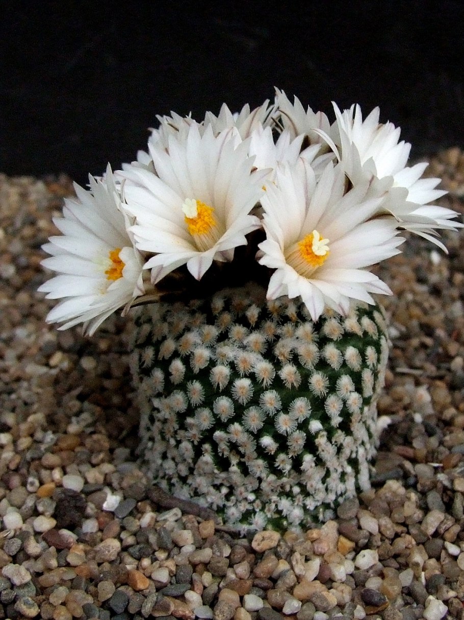 Turbinicarpus valdezianus