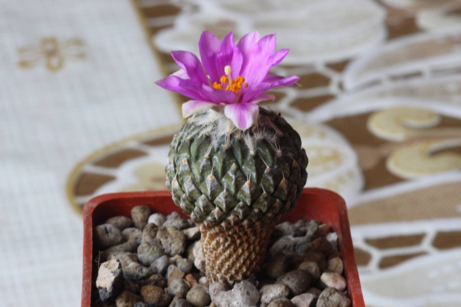 Pseudopectinatus. Пелецифора