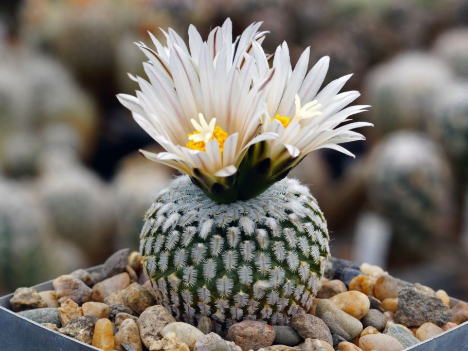 Астрофитум Астериас Astrophytum Asterias Kikko Godzilla