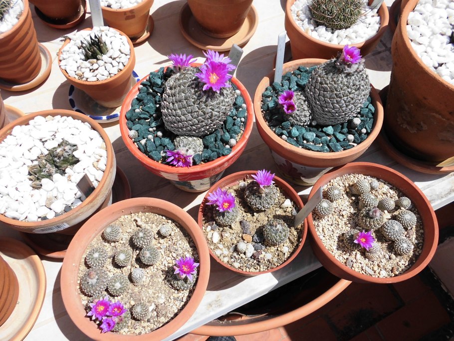 Pelecyphora strobiliformis