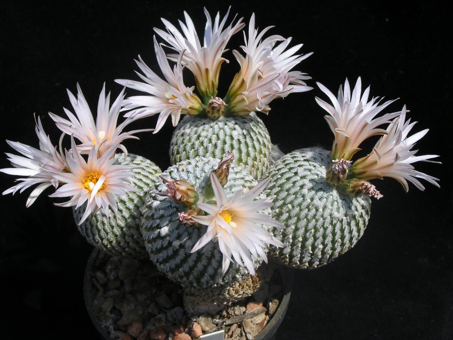 Pelecyphora aselliformis RS 550