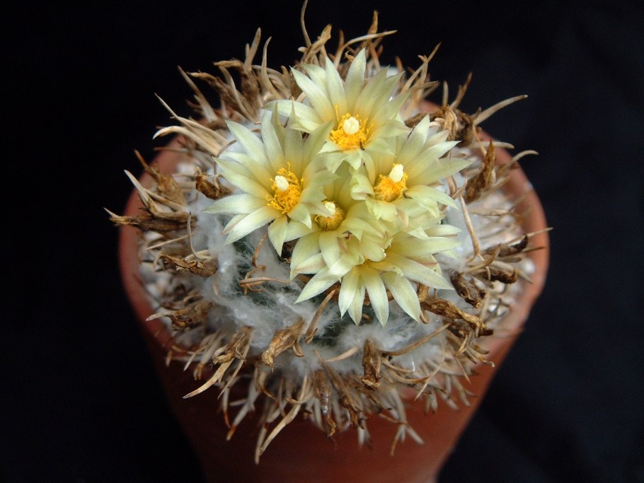 Сеянцы Pelecyphora