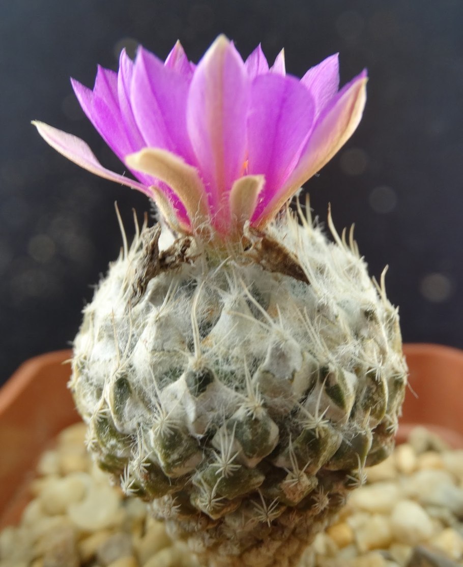 Pelecyphora strobiliformis