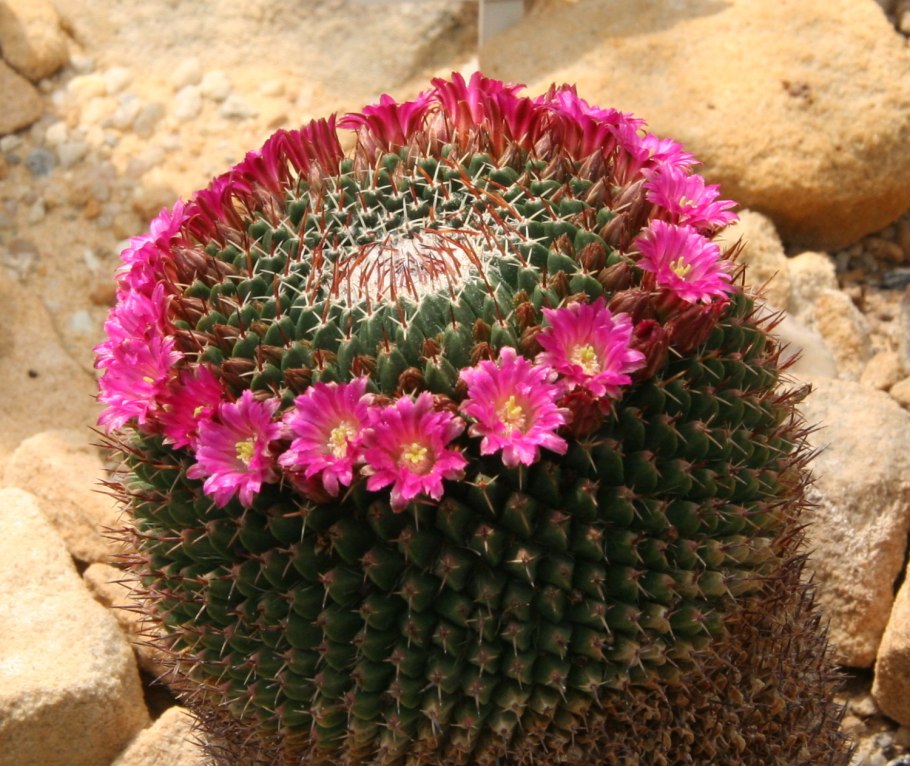 Turbinicarpus rioverdensis