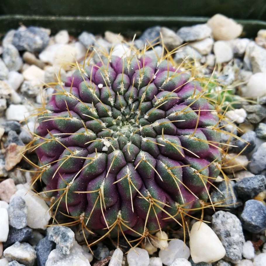 Ferocactus розовоколючковый