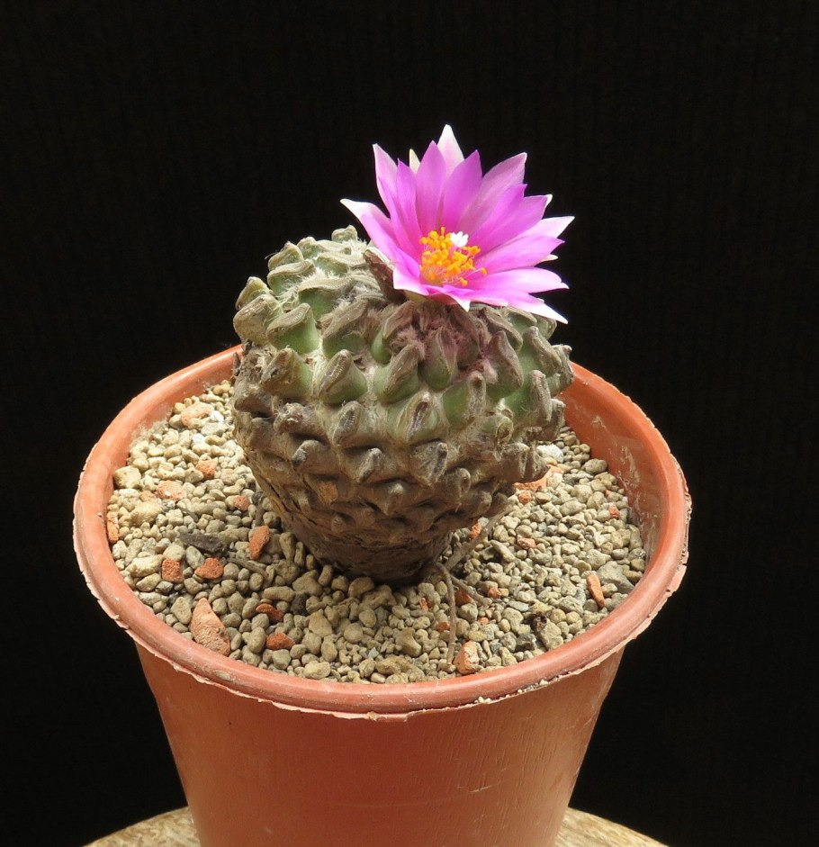 Encephalocarpus strobiliformis