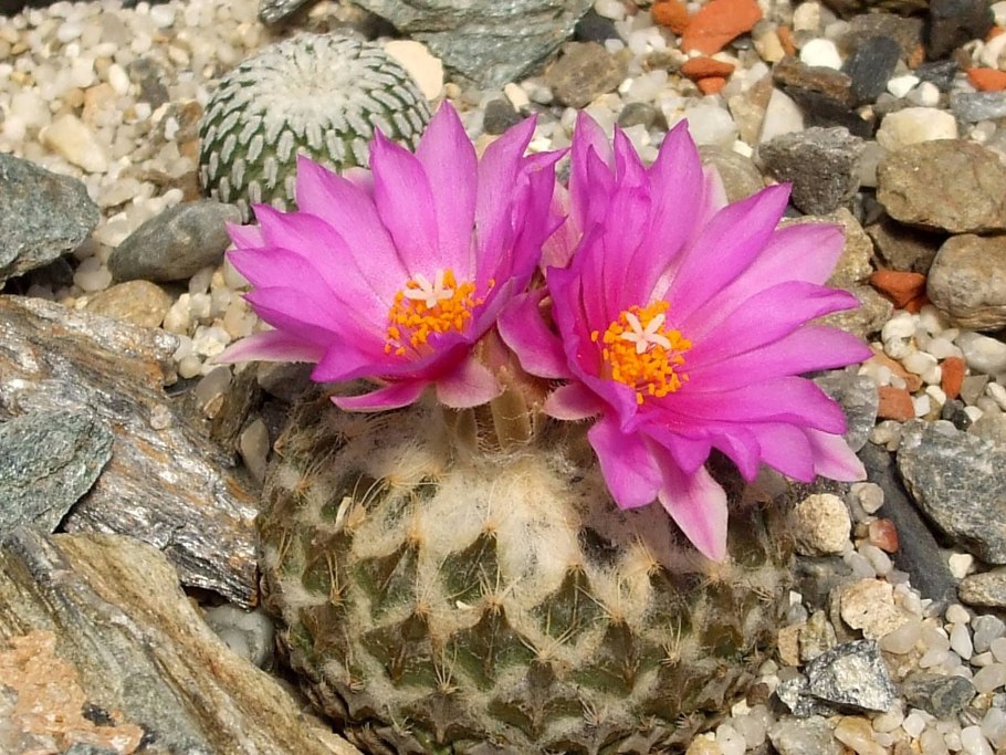 Кактус Gymnocalycium stellatum