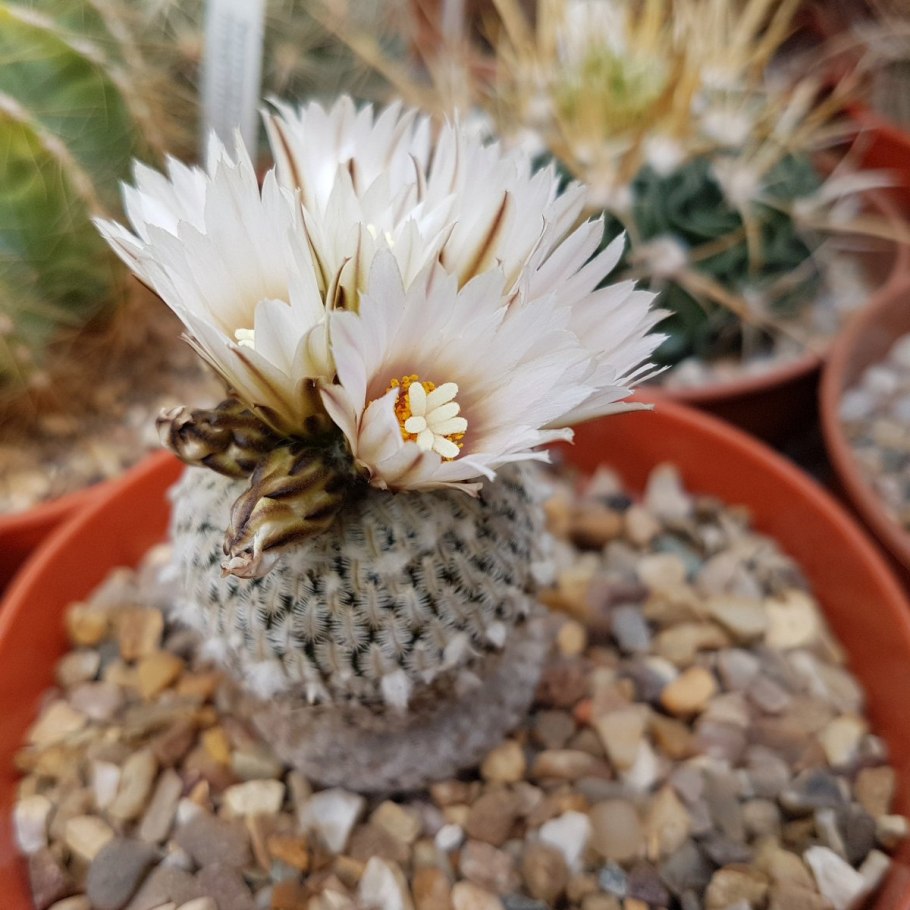 Pelecyphora aselliformis