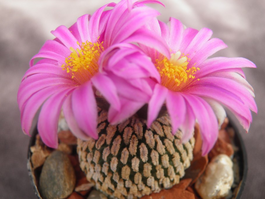 Pelecyphora strobiliformis