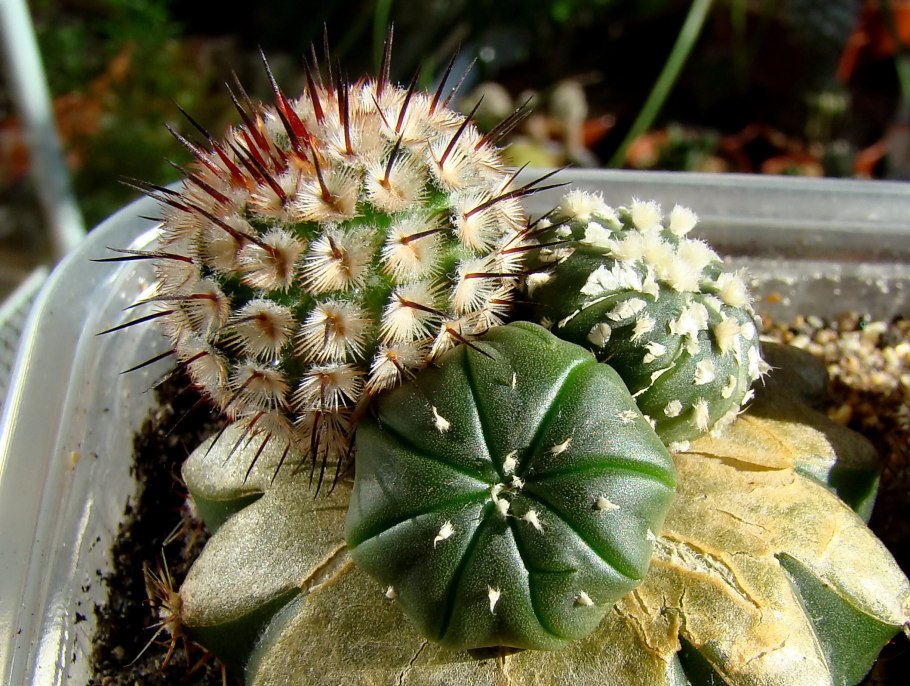 Pelecyphora aselliformis