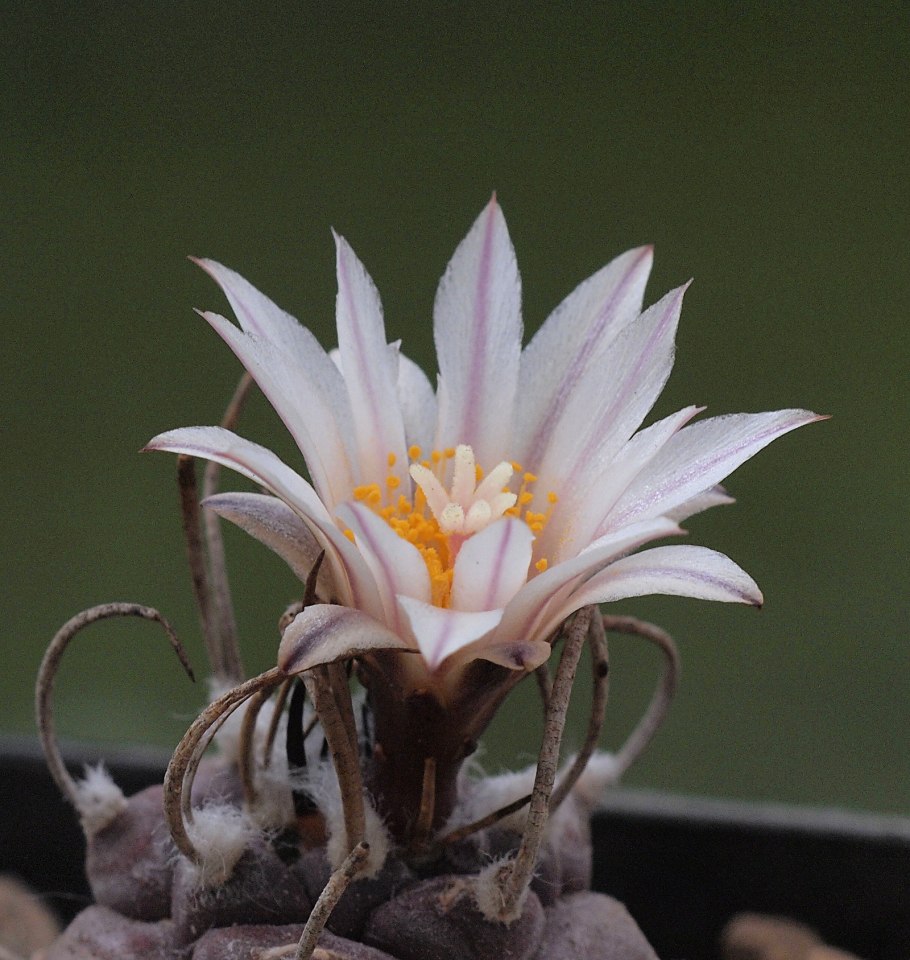 Turbinicarpus roseiflorus