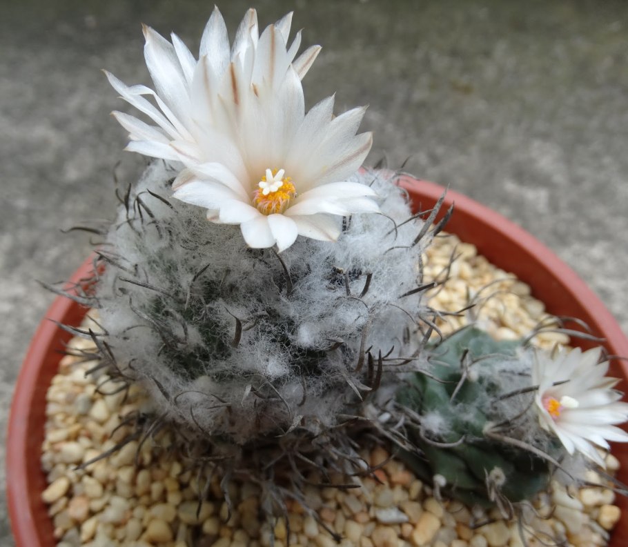 Pelecyphora aselliformis RS 550