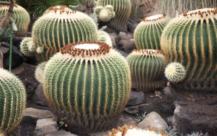 Astrophytum Asterias Kikko