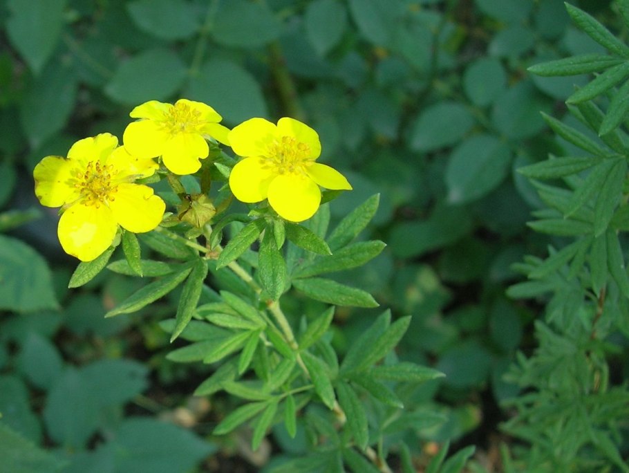Лапчатка прямостоячая Potentilla erecta